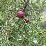 Juniperus oxycedrus Ovoce