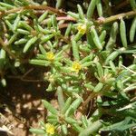 Portulaca halimoides Характер