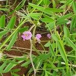 Tephrosia subtriflora Natur