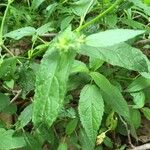 Stachys tenuifolia List