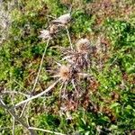 Scolymus maculatus Fruit