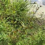 Bidens frondosa Hábitos