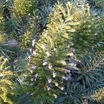 Echium virescens Habitat