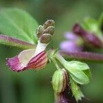 Cuphea carthagenensis Flower