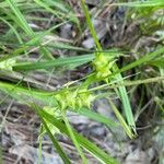 Carex intumescens Blomma