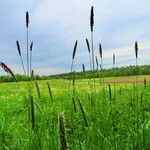 Phleum pratense 果實