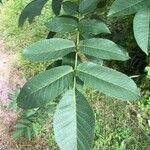 Juglans regiaഇല