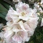 Rhododendron irroratum Flower