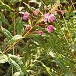 Epilobium angustifoliumBlüte