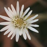 Chaptalia tomentosa Flower
