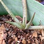 Aloe pictifolia Leaf