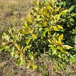 Euclea divinorum Leaf