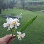 Eleutherine bulbosa Λουλούδι