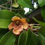 Magnolia figo Virág