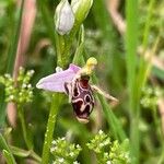 Ophrys scolopax花