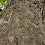 Platanus × hispanica Bark