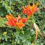 Tecomaria capensis Blüte