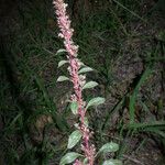 Amaranthus torreyi Květ