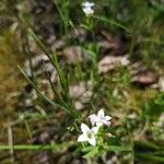 Houstonia longifolia Virág