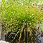 Isolepis cernua Blad