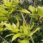 Acer tataricum Fuelha