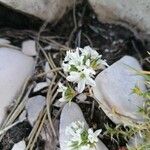 Arenaria aggregata Flor