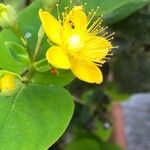 Hypericum androsaemumFlower