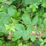 Rubus bloxamii