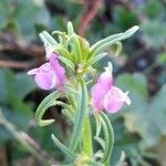 Misopates orontium 花