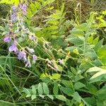 Galega orientalis Lorea