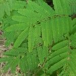 Caesalpinia coriaria Hoja