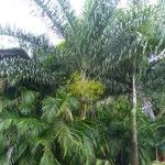 Dypsis decaryi Агульны выгляд