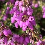 Erica cinerea Flors