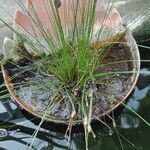 Isolepis cernua Blad