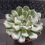 Echeveria colorataLeaf