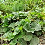 Geum coccineum ഇല