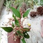 Miconia longicoma Frunză