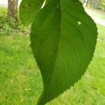 Malus pumila Leaf