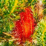 Banksia ericifolia Kvet