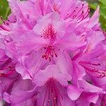 Rhododendron ponticumFlower