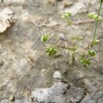 Radiola linoides Fleur