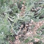 Artemisia alba Flower