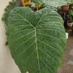 Colocasia gigantea Leaf