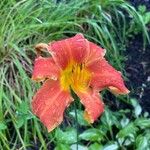 Hemerocallis fulvaÇiçek