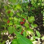 Crataegus monogyna Fruit