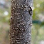 Foetidia mauritiana Bark