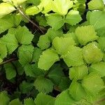 Cardamine trifolia Blad