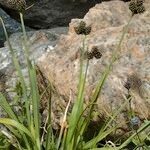 Carex parviflora Habit