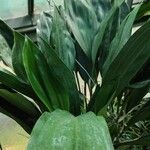 Stanhopea oculata Leaf