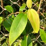 Medinilla crassifolia Hábito